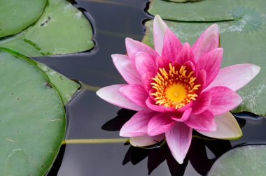 Güzel çiçek açan nilüfer çiçekleri yaz günü gölette büyür. 