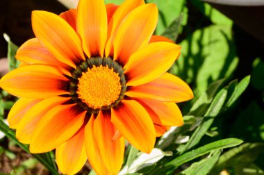 Güneşli yaz gününde bahçede büyüyen güzel bir çiçek. 