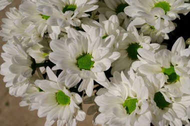 Hafif arka planda güzel çiçekler, yaz konsepti, yakın manzara  