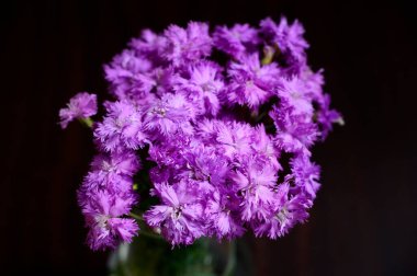 Vazodaki güzel çiçekler koyu arkaplanda, yaz konsepti, yakın manzara  