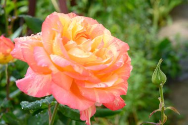 Güneşli yaz gününde bahçede büyüyen güzel güller. 
