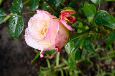 Güneşli yaz gününde bahçede büyüyen güzel güller. 