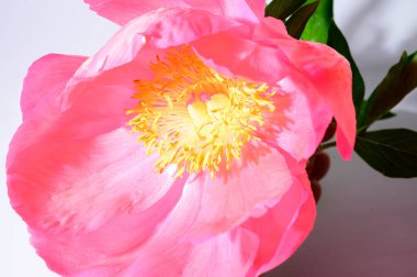 Işık arkaplanda güzel bir çiçek, yaz konsepti, yakın manzara  