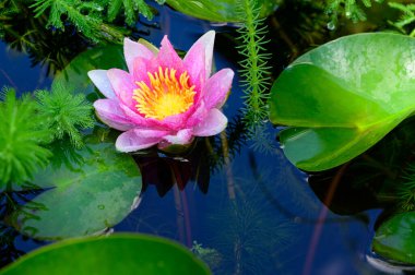 Güzel çiçek açan nilüfer çiçekleri yaz günü gölette büyür. 