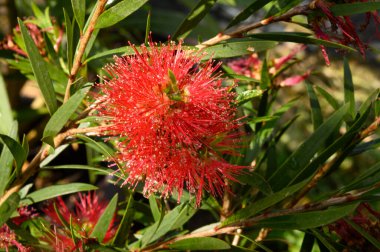 Güneşli yaz gününde bahçede büyüyen güzel bir çiçek. 