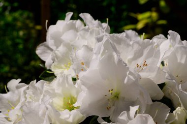 Güneşli yaz gününde bahçede yetişen güzel çiçekler. 