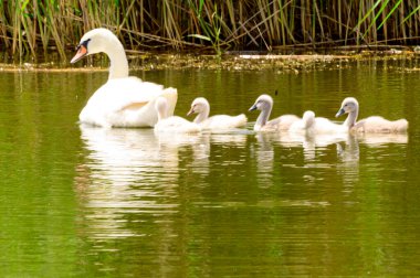 Yavruları olan güzel beyaz kuğu yaz günü göl yüzeyinde yüzüyor. 