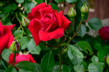 Güneşli yaz gününde bahçede büyüyen güzel güller. 