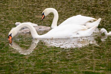 Yavruları olan güzel beyaz kuğular yaz günü göl yüzeyinde yüzerler. 