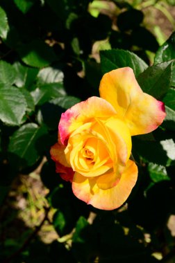 Güneşli yaz gününde bahçede büyüyen güzel bir gül. 