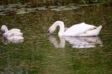 Yavruları olan güzel beyaz kuğu yaz günü göl yüzeyinde yüzüyor. 
