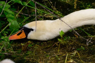 Yaz günü sahilde güzel şirin bir kuğu 
