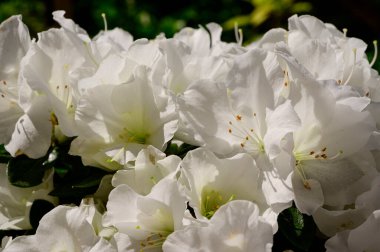 Güneşli yaz gününde bahçede yetişen güzel çiçekler. 