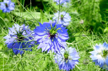Güneşli yaz gününde bahçede yetişen güzel çiçekler. 