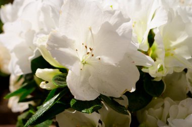 Güneşli yaz gününde bahçede yetişen güzel çiçekler. 