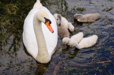 Yavruları olan güzel beyaz kuğu yaz günü göl yüzeyinde yüzüyor. 