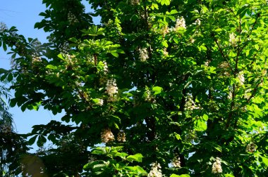 Mavi gökyüzü arka planında güzel çiçekli kestane ağacı dalları, bahar konsepti  