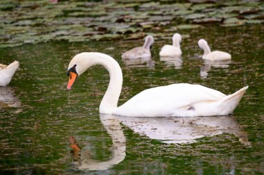 Yavruları olan güzel beyaz kuğu yaz günü göl yüzeyinde yüzüyor. 
