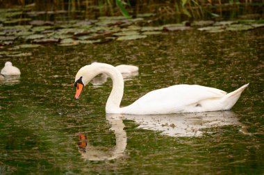 Yavruları olan güzel beyaz kuğu yaz günü göl yüzeyinde yüzüyor. 