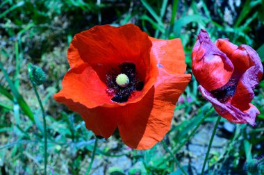 Güneşli yaz gününde bahçede yetişen güzel gelincikler. 