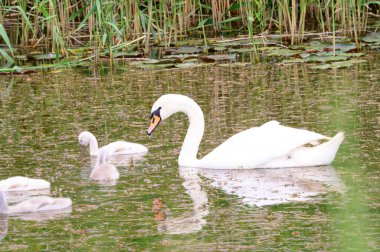 Yavruları olan güzel beyaz kuğu yaz günü göl yüzeyinde yüzüyor. 