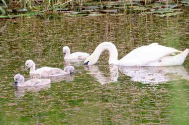 Yavruları olan güzel beyaz kuğu yaz günü göl yüzeyinde yüzüyor. 