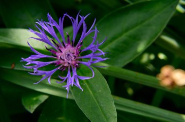 Güneşli yaz gününde bahçede büyüyen güzel bir çiçek. 