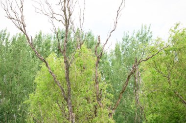 Güneşli yaz gününde gökyüzünde yeni yapraklar olan güzel ağaç dallarının resimsel manzarası 