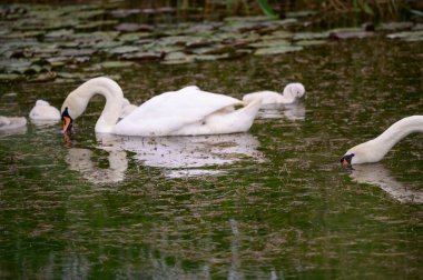 Yavruları olan güzel beyaz kuğular yaz günü göl yüzeyinde yüzerler. 