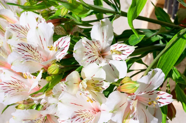 Kytice Krásné Květiny Světlém Pozadí Letní Koncept Zblízka — Stock fotografie
