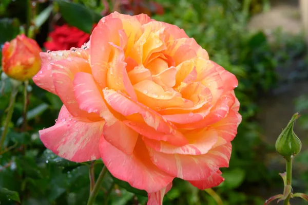 Belles Roses Poussant Dans Jardin Journée Ensoleillée Été — Photo