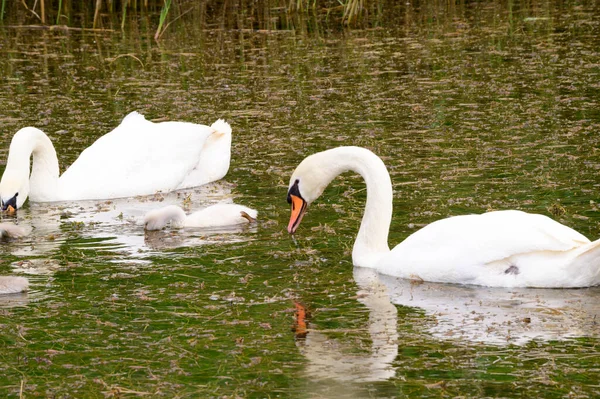 Beaux Cygnes Blancs Avec Des Petits Nageant Sur Surface Eau — Photo