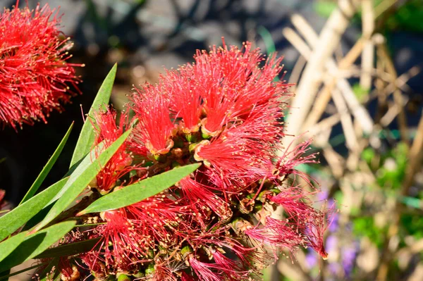 Bellissimi Fiori Che Crescono Giardino Estate Giornata Sole — Foto Stock