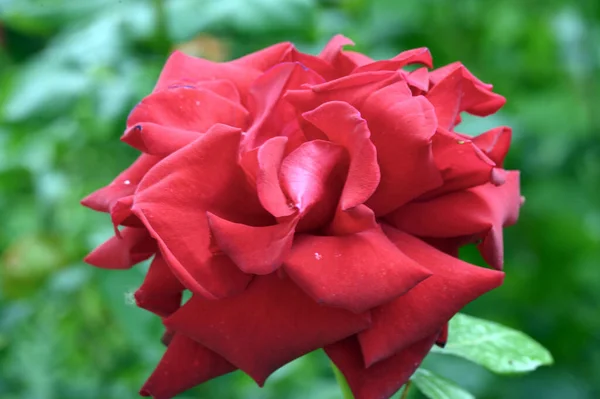 Belle Rose Poussant Dans Jardin Journée Ensoleillée Été — Photo