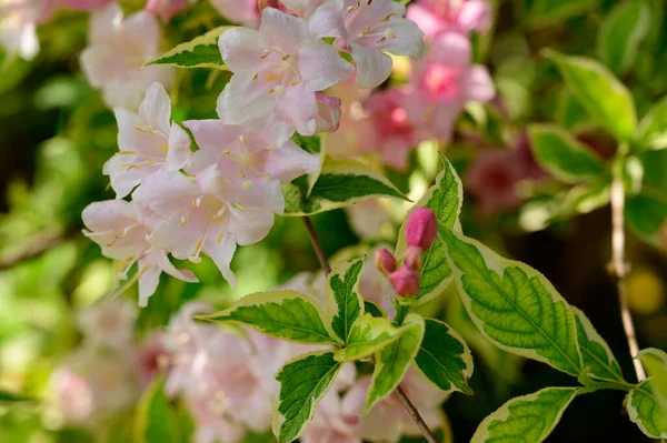 Bellissimi Fiori Che Crescono Giardino Estate Giornata Sole — Foto Stock