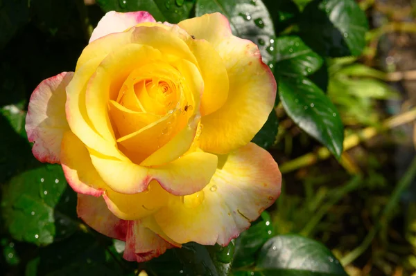 Hermosa Rosa Creciendo Jardín Verano Día Soleado —  Fotos de Stock