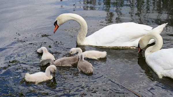 Yavruları olan güzel beyaz kuğular yaz günü göl yüzeyinde yüzerler. 