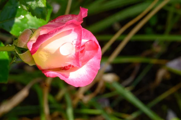 Bella Rosa Che Cresce Giardino Estate Giornata Sole — Foto Stock