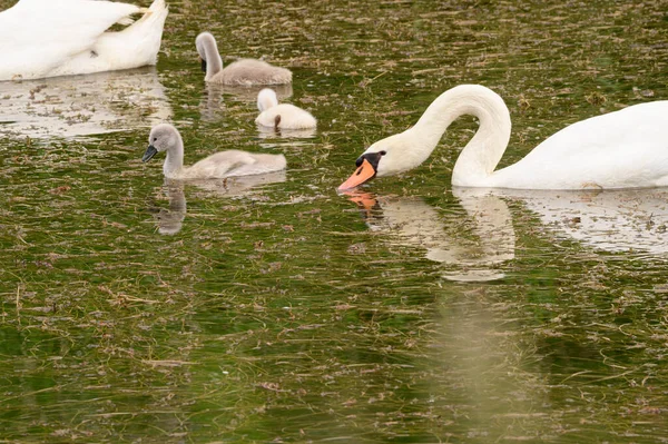 Schöne Weiße Schwäne Mit Jungen Die Sommertagen Auf Der Wasseroberfläche — Stockfoto