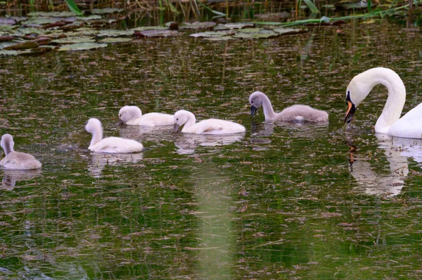 Beautiful White Swan Cubs Swimming Lake Water Surface Summer Day — Stock Photo, Image