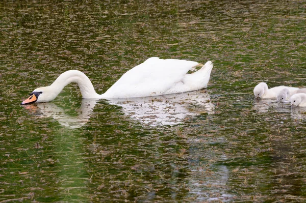 Hermoso Cisne Blanco Con Cachorros Nadando Superficie Del Agua Del — Foto de Stock