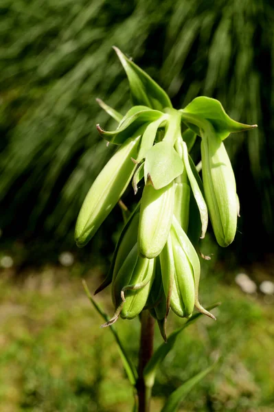 Vackra Blommor Xer Trã Dgã Rden Sommaren Solig Dag — Stockfoto