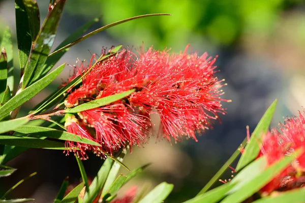 Bellissimi Fiori Che Crescono Giardino Estate Giornata Sole — Foto Stock