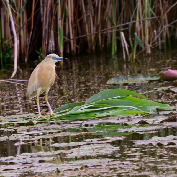 Hermoso Pájaro Con Pico Azul Sentado Caña Entre Río Día — Foto de Stock