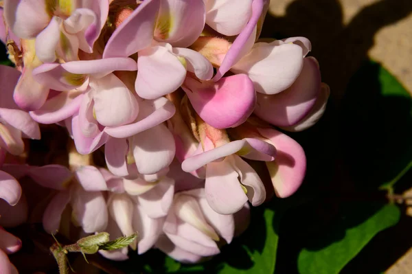 Galhos Acácia Com Belas Flores Close Conceito Verão — Fotografia de Stock