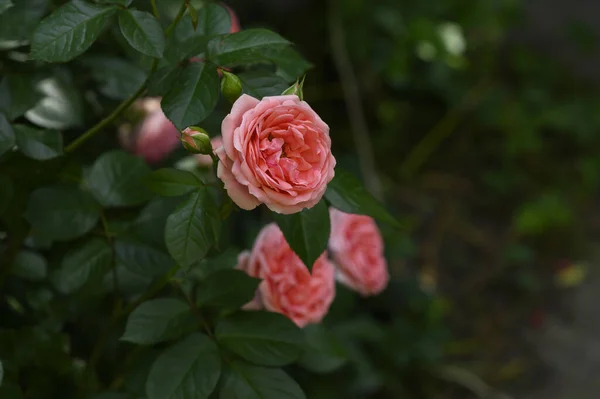 Belles Roses Poussant Dans Jardin Journée Ensoleillée Été — Photo