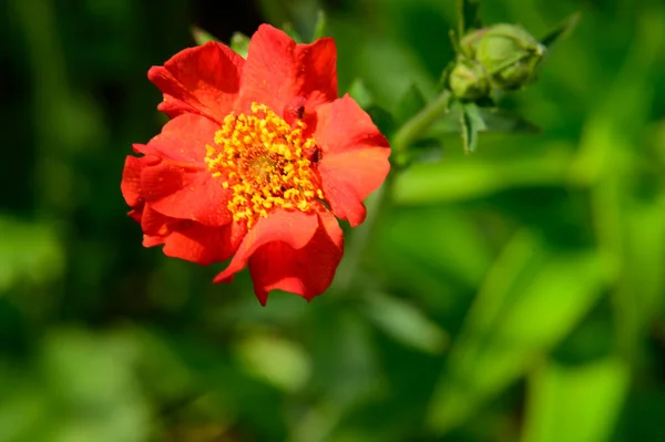 Krásná Květina Rostoucí Zahradě Létě Slunečný Den — Stock fotografie