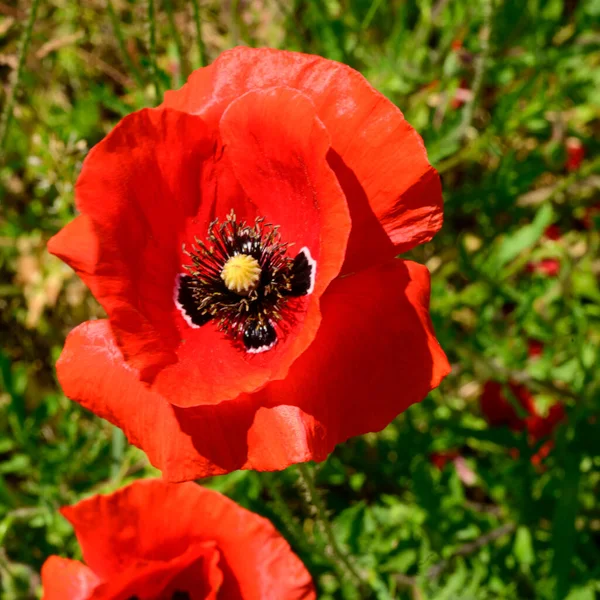 Beautiful Poppies Growing Garden Summer Sunny Day — Stock Photo, Image
