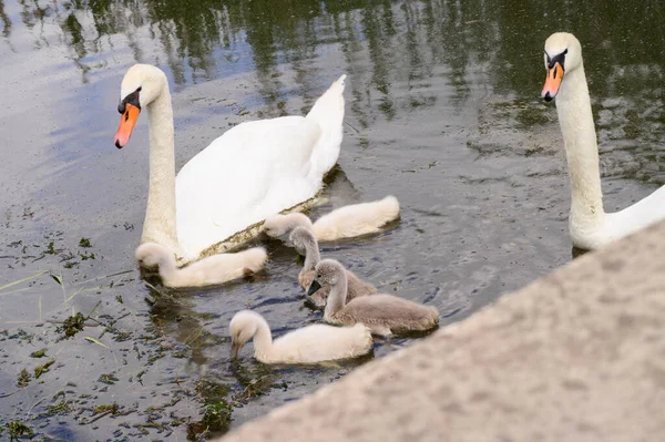 Vackra Vita Svanar Med Ungar Som Simmar Sjövattenytan Sommardagen — Stockfoto