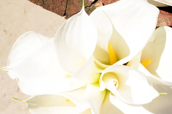 Güneşli Yaz Gününde Bahçede Yetişen Güzel Kalla Çiçekleri — Stok fotoğraf